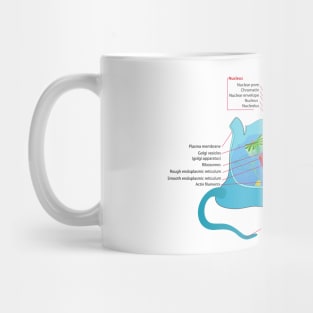 Structure of a Typical Animal Cell Mug